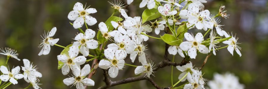 When Do Bradford Pear Trees Bloom