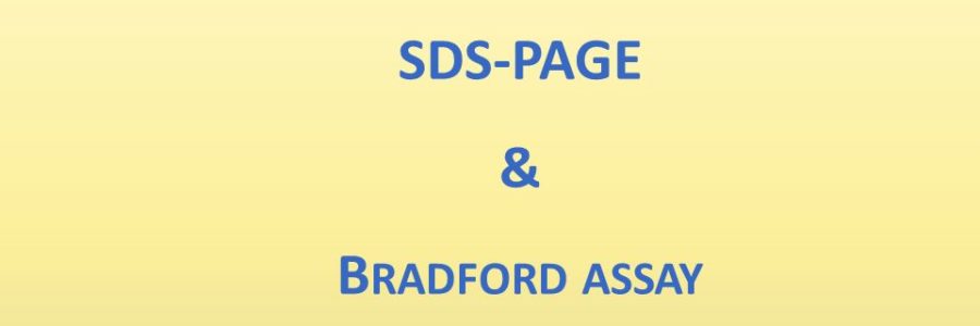 Why Does Sds Interfere With Bradford Assay