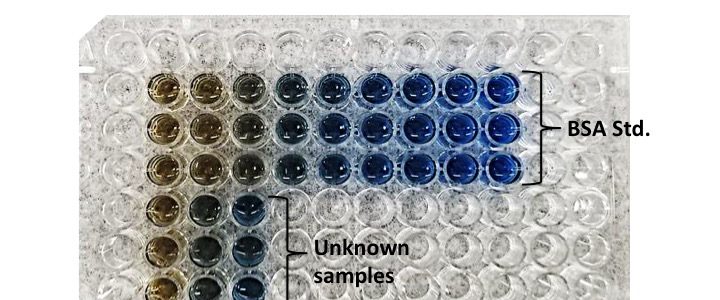 Why Is The Bradford Assay Important
