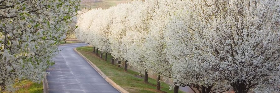 Why Bradford Pear Trees Are Bad