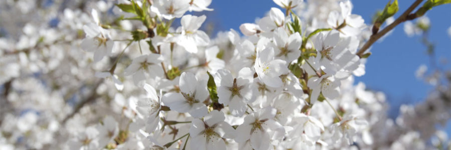 Why Bradford Pear Trees Smell