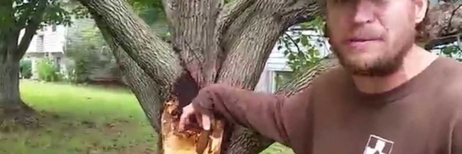 Why Bradford Pear Trees Split