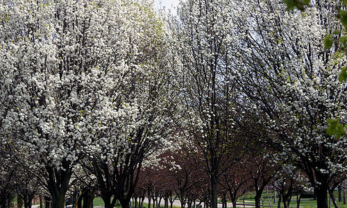 How Much Does A Bradford Pear Tree Cost