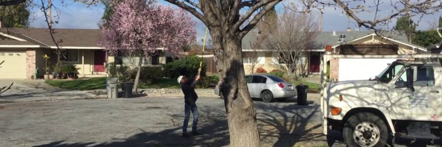 How To Prune Bradford Pear Trees