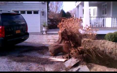 How To Remove A Bradford Pear Stump