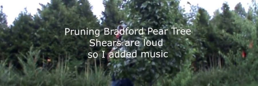 How To Prune A Bradford Pear Tree Video