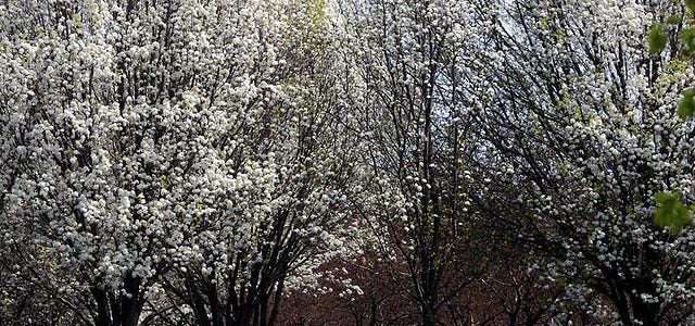 Why Do Bradford Pear Trees Smell